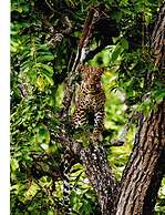 The Windflower Jungle Resorts and Spa