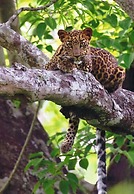 The Windflower Jungle Resorts and Spa