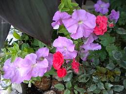 Paradise Lost Hotel-Apartments