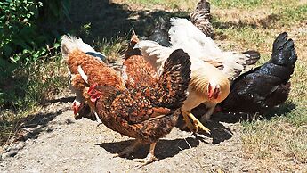 Agriturismo La Buca di Bellugi