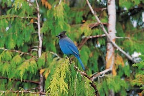 Amizette Inn and Restaurant