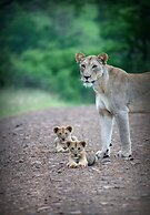 Leopard Mountain Safari Lodge