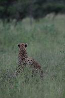 Leopard Mountain Safari Lodge