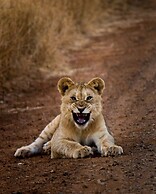 Leopard Mountain Safari Lodge