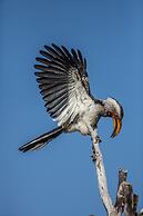 Leopard Mountain Safari Lodge