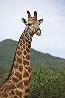 Leopard Mountain Safari Lodge