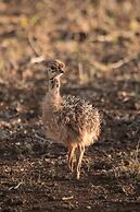 Leopard Mountain Safari Lodge