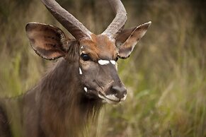 Leopard Mountain Safari Lodge