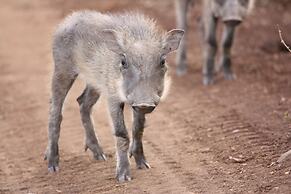 Leopard Mountain Safari Lodge