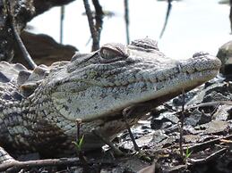 Leopard Mountain Safari Lodge