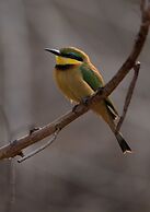 Leopard Mountain Safari Lodge