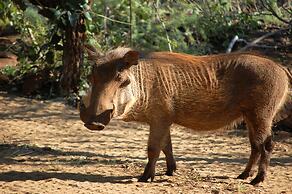 Leopard Mountain Safari Lodge