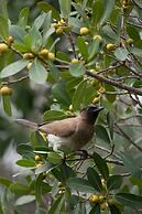 Leopard Mountain Safari Lodge