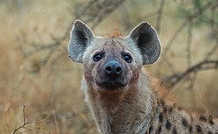 Leopard Mountain Safari Lodge