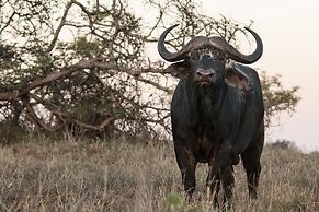 Leopard Mountain Safari Lodge