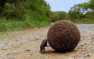 Leopard Mountain Safari Lodge