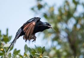 Leopard Mountain Safari Lodge