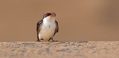 Leopard Mountain Safari Lodge