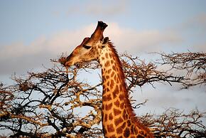 Leopard Mountain Safari Lodge