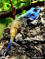 Leopard Mountain Safari Lodge