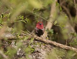 Leopard Mountain Safari Lodge