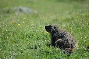Ternelia - Le Telemark