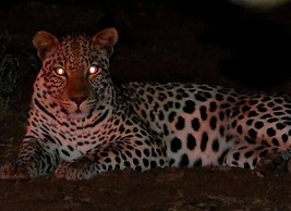 Bonamanzi Game Reserve