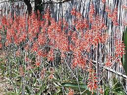 Shayamoya Tiger Fishing and Game Lodge