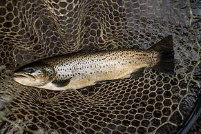 Tailwater Lodge Altmar, Tapestry Collection by Hilton