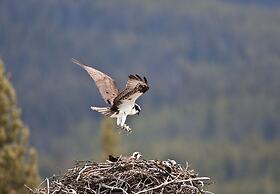 Castle Mountain Chalets