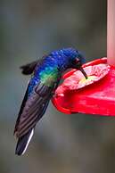 Hotel Heliconia - Monteverde