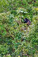 Hotel Heliconia - Monteverde