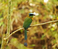 Hotel Villabosque Eco Boutique