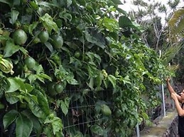 Kona Hawaii Guesthouse