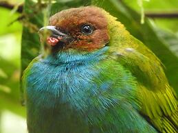 Biohostal Mindo Cloud Forest