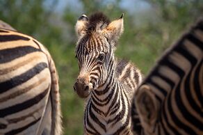 Rhulani Safari Lodge