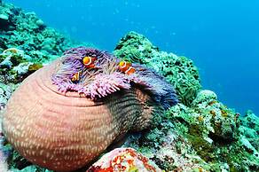 Cypress Resort Kumejima