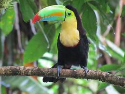 Heliconia Island