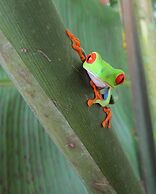 Heliconia Island