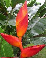 Heliconia Island