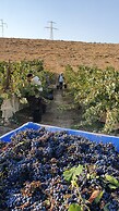 Carmey Avdat Farm