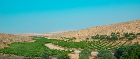 Carmey Avdat Farm
