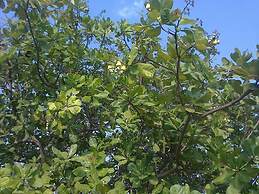 Kadambavanam Ethnic Village Resort