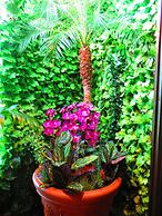 Stella Resort - Hostel