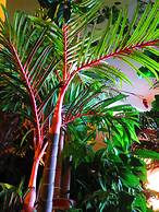 Stella Resort - Hostel