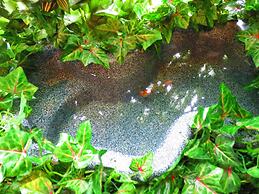 Stella Resort - Hostel