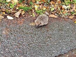 Sweetbriar Cottage B&B and Camping