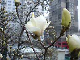 iCOS Guesthouse 2 for Female - Hostel