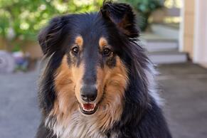 Sheridan House Inn - Adult Only