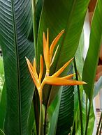 Guesthouse Liam's Suan Dok Mai